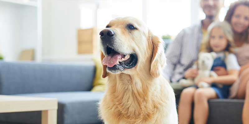 Pet-Friendly Policies